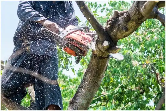 tree services Lake Wylie